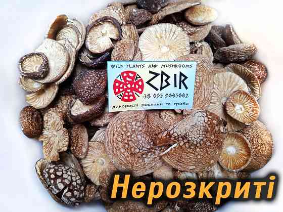 Мухомор ПАНТЕРНИЙ (Amanita Pantherina), сушені КАПЕЛЮШКИ від ZBIR, сезон 2025 Полтава