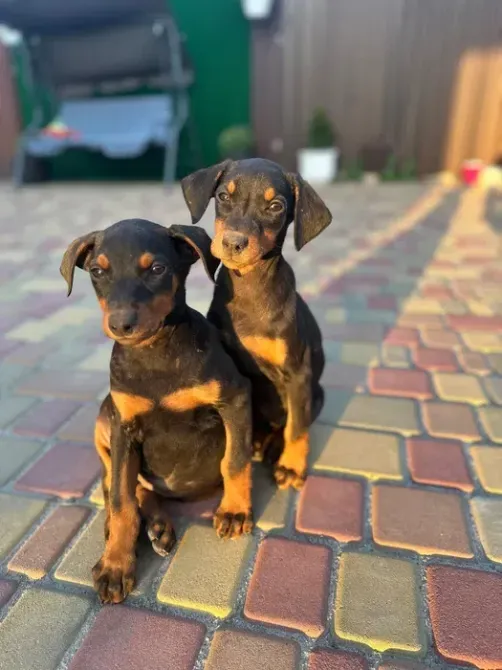 Доберман Рокитне - зображення 1