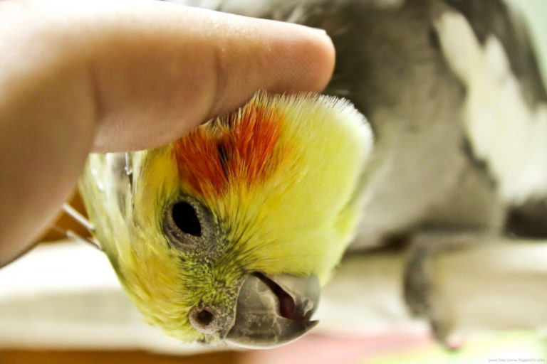 Ручные кореллы выкормыши Київ - зображення 3