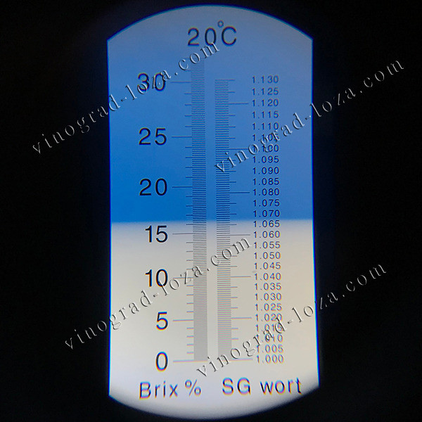 Виноград Юліан. Столовий, Ультра-ранній. Саджанці ВКС. Харків Харьков - изображение 3