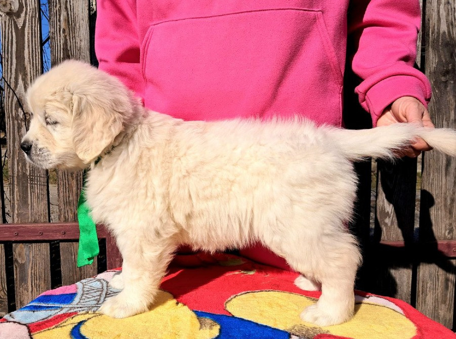 Цуценята золотистого ретривера Ot Bahur Київ - зображення 4