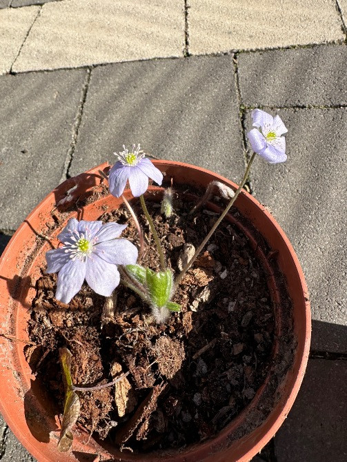 Печіночниця Львів - зображення 3