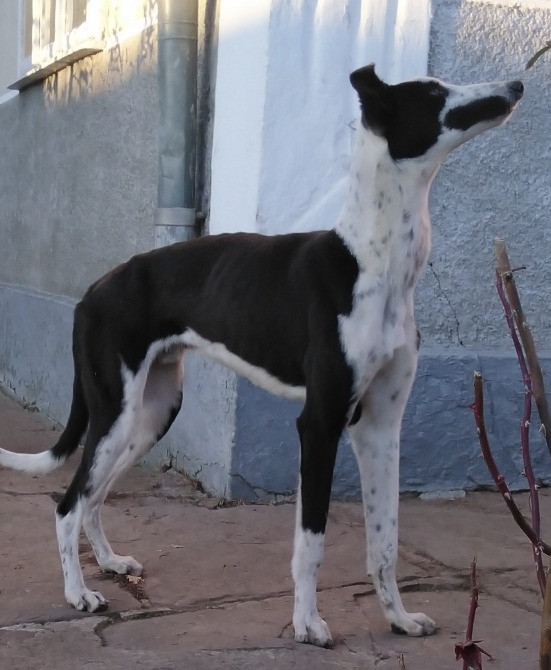 Продам хортів Городенка - зображення 6