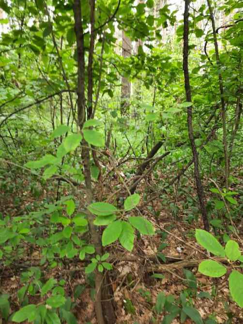 продажа земля коммерческого назначения Обуховский, Старые Безрадичи, 1841400 грн.  - изображение 4