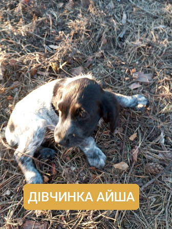Цуценята спаніеля мисливського Хмельницький - зображення 7