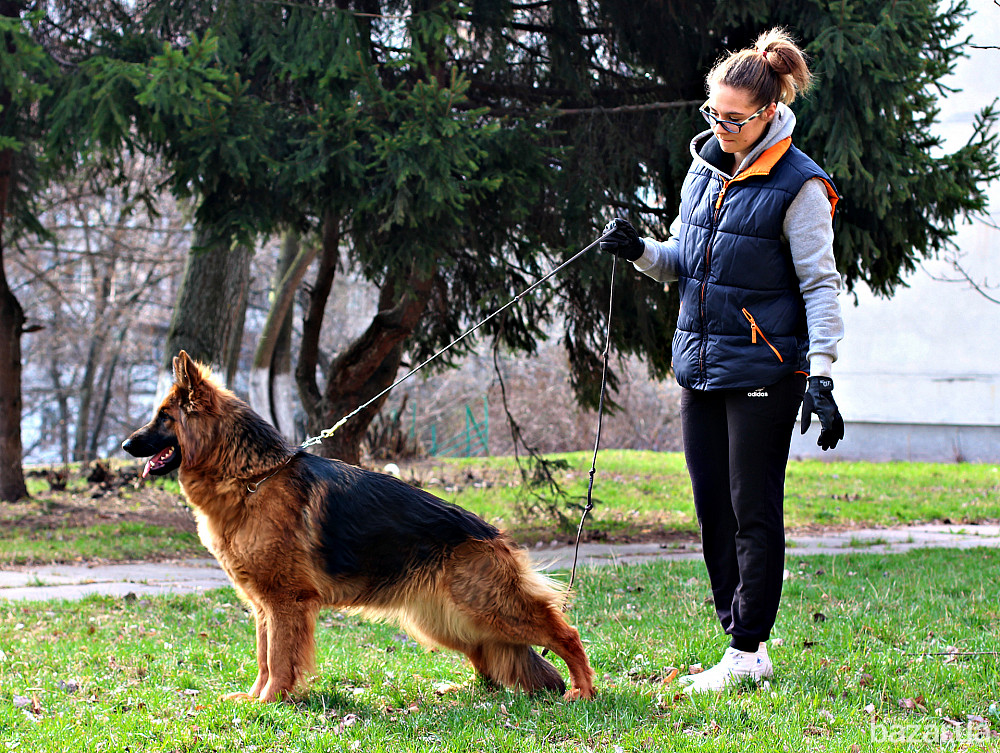 Німецька вівчарки. Розплідник. Кобелі та суки. Київ - зображення 11