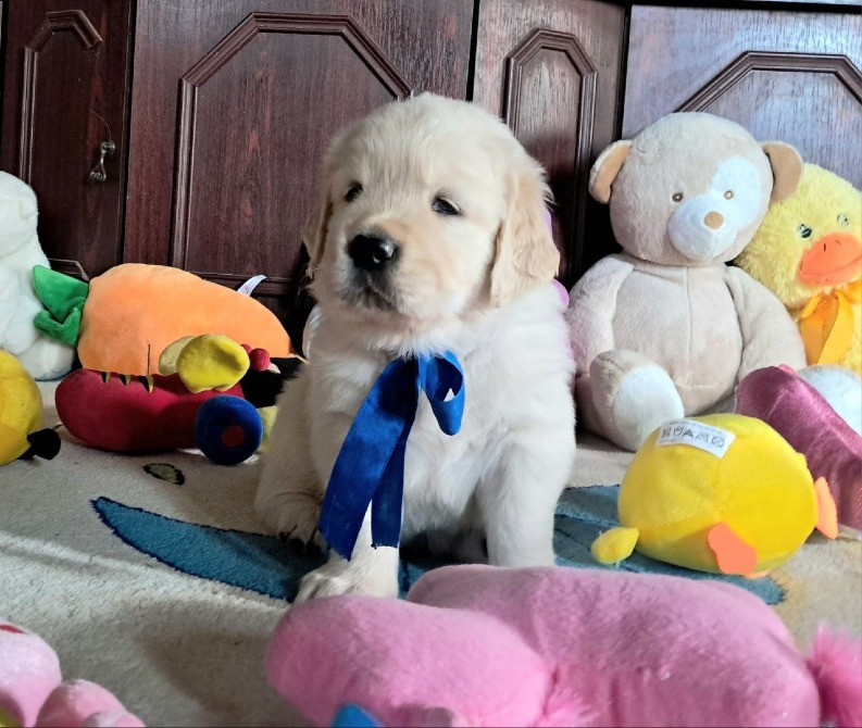 Ретрівера цуценята Львів - зображення 2