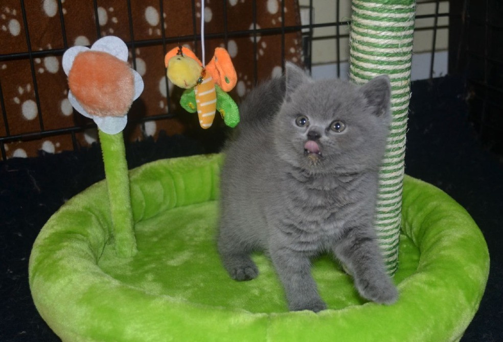 Британські короткошерсті кошенята на продаж. Донецьк - зображення 4
