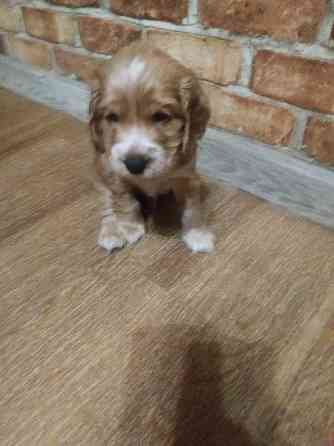 Английский кокер спаниель щенки Запоріжжя