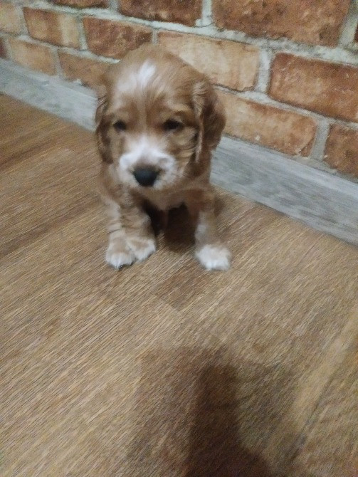 Английский кокер спаниель щенки Запоріжжя - зображення 3