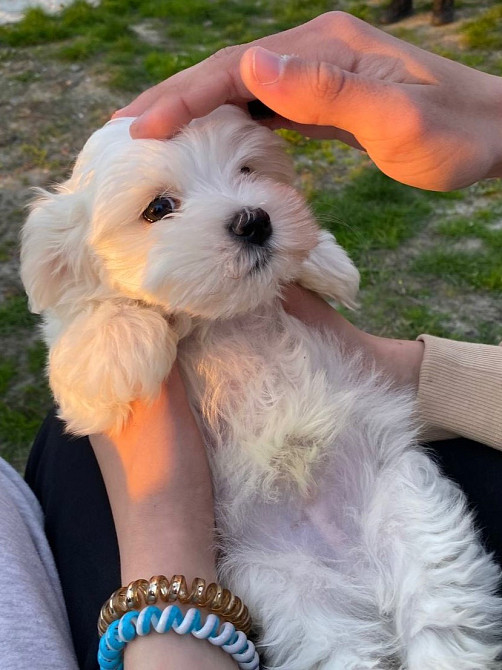 Цуценята Мальтійської болонки Фастів - зображення 1