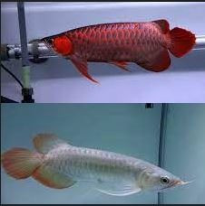 Super red arowana fish and stingray fish for sale Вінниця - зображення 1