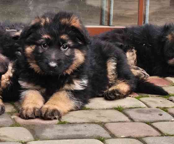 Вівчарки! Ужгород