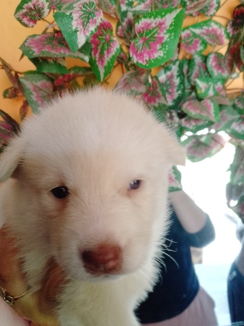 Цуценятка Помскі F1 Львов - изображение 4