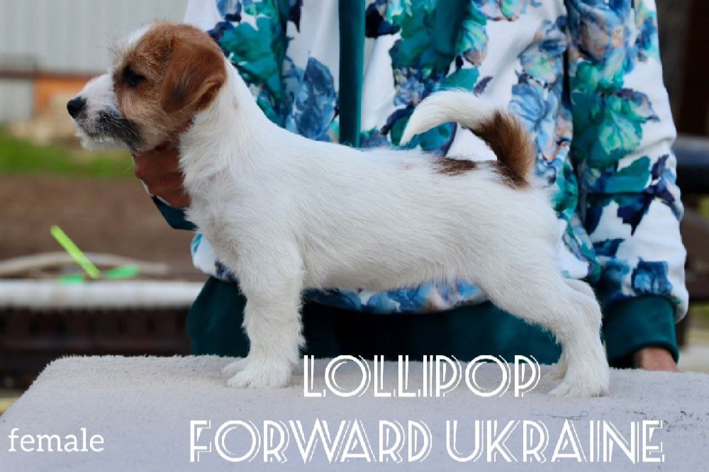 Шикарні цуценята Джек Рассел Киев - изображение 4