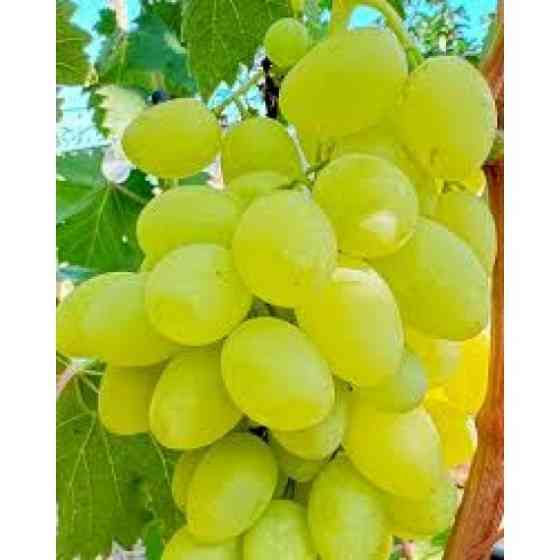 Продам саджанці винограду Сквира