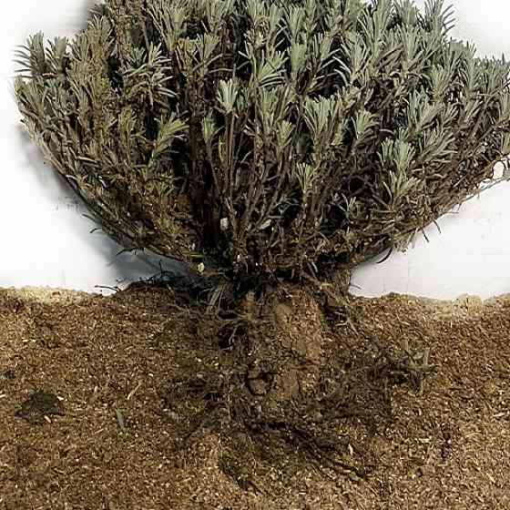 Продам саджанці лаванди Сквира