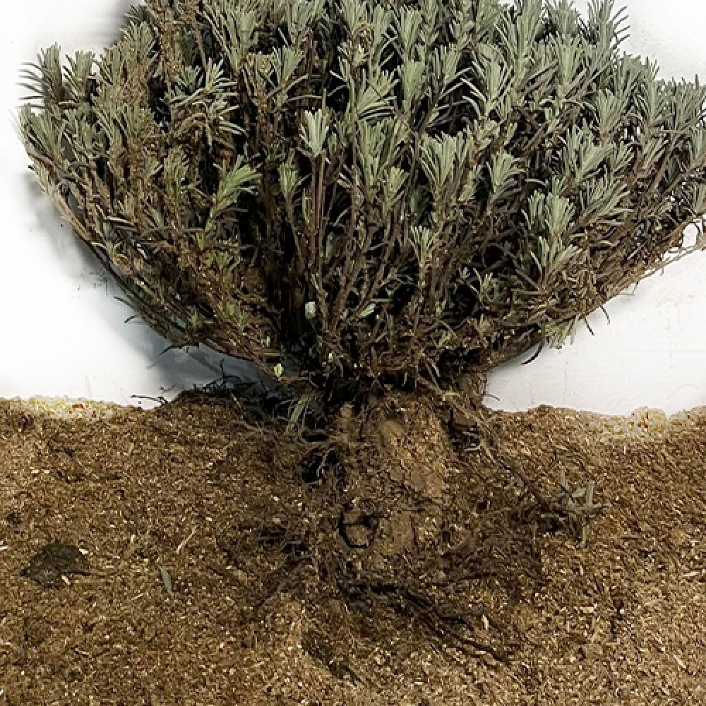 Продам саджанці лаванди Сквира - зображення 5