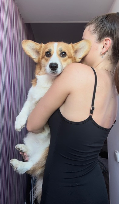 Вельшкоргіпемброк Бровари - зображення 1