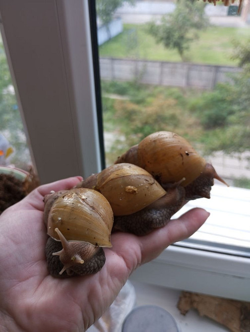 Равлик і Павлик Ахатини Фуліки шукають друзів Киев - изображение 3