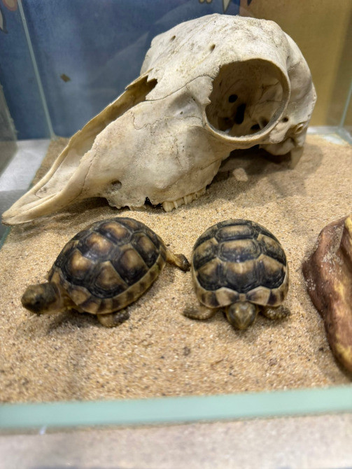 Середньоазіатська сухопутна черепаха Киев - изображение 5