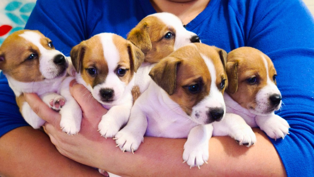 Цуценята Джек Рассел Іршава - зображення 3