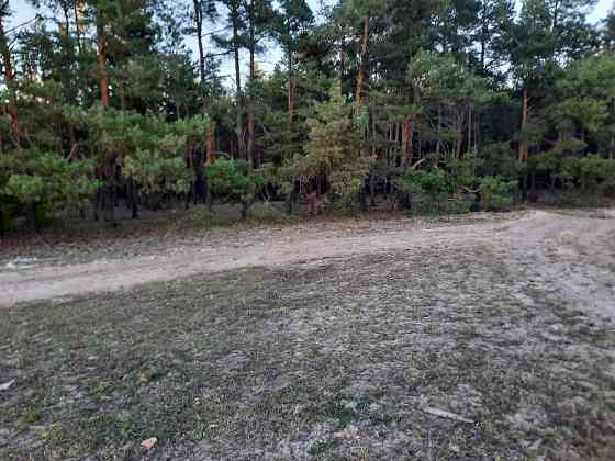 🌲 Продаж земельної ділянки в сосновому борі, с. Лебедівка! 🌲 Вышгород