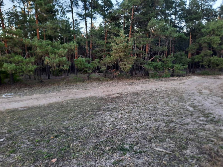 🌲 Продаж земельної ділянки в сосновому борі, с. Лебедівка! 🌲 Вышгород - изображение 2