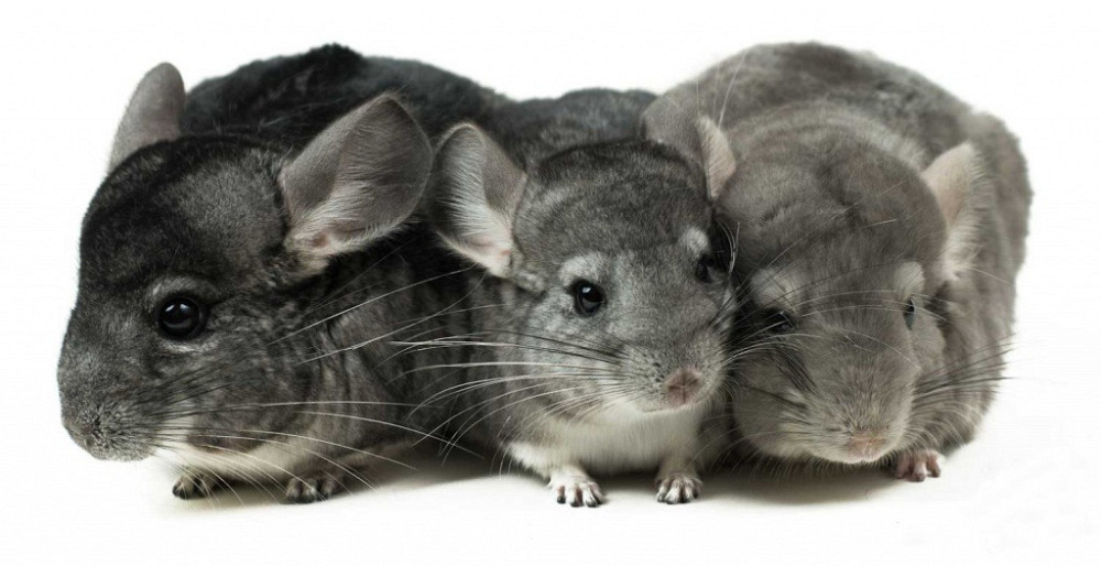 Продам Дніпро - зображення 4