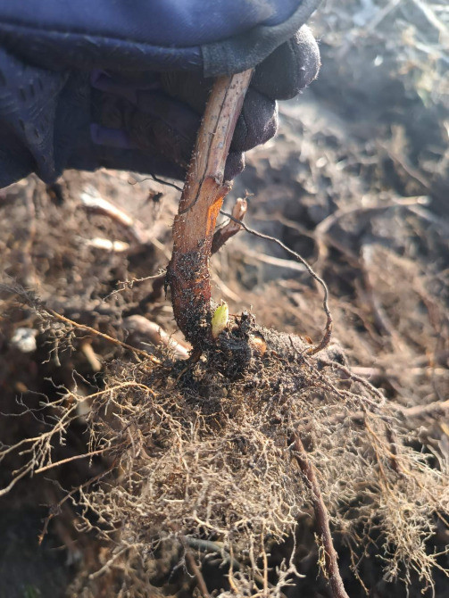 Саджанці малини ремонтантної Полана (опт та роздріб) Луцьк - зображення 6