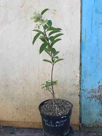 Гортензія волотиста Меджикал Фаєр (Hydrangea paniculata Magical Fire) 5л. Вінниця