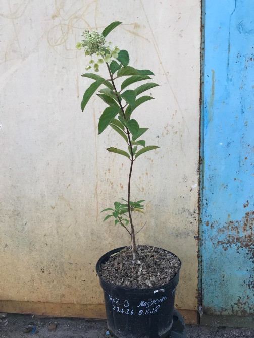 Гортензія волотиста Меджикал Фаєр (Hydrangea paniculata Magical Fire) 5л. Винница - изображение 1
