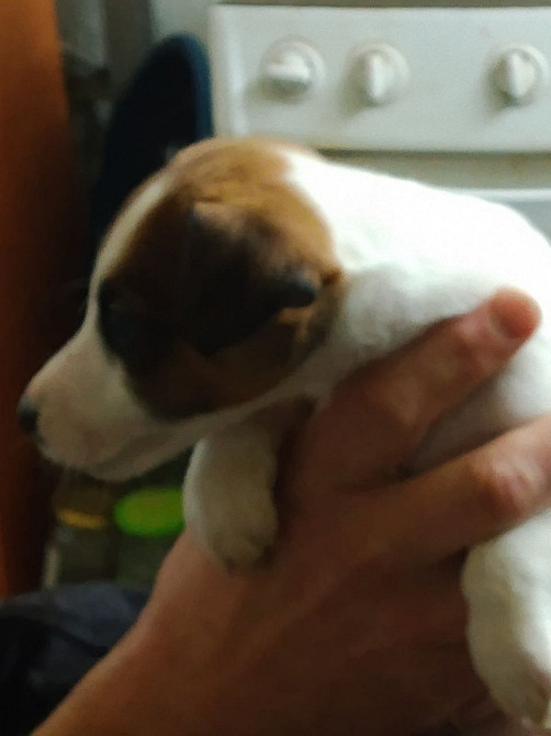 Цуценята гладкошерстого фокстер’єра Белая Церковь - изображение 9