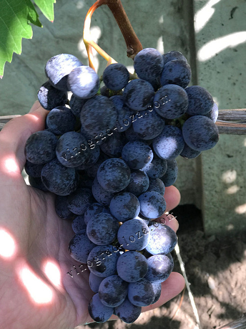 Саджанці винограду (Харків) Харків - зображення 9