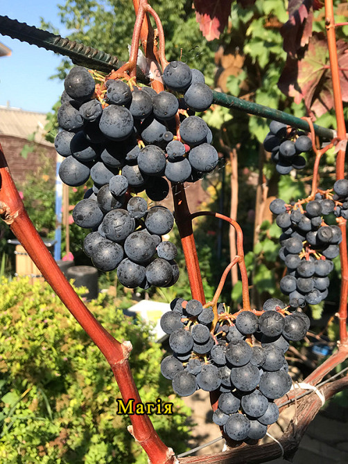 Саджанці Морозостійких сортів винограду (Харків) Харків - зображення 5