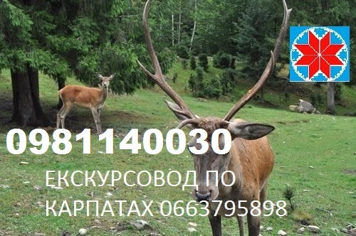 ЕКСКУРСОВОД ПО КАРПАТАХ, ГІД ПО ГОРАХ, ЕКСКУРСІЇ КАРПАТИ, ТУРИ ПО ГОРАХ, ГИД. ІНСРУКТОР Яремче - зображення 3