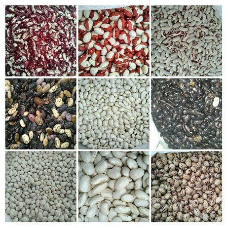 Продам фасоль оптом Украина. Полтава - зображення 1