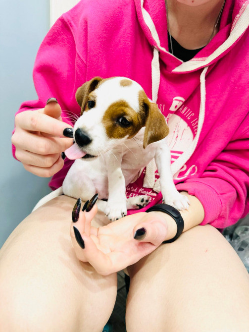 Щеночек Джек Рассел терьер Київ - зображення 7