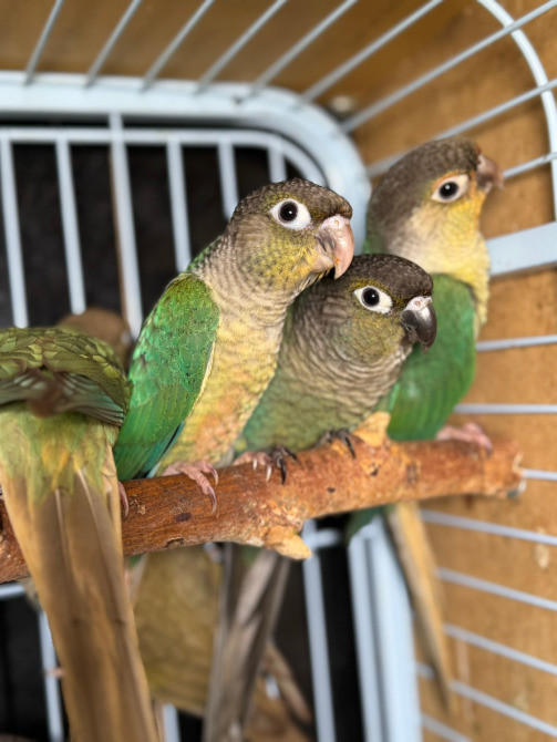 Попугай Пиррура. Ручные птенцы Київ - зображення 2