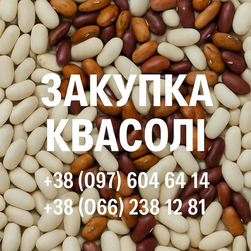 Купуємо квасолю різних сортів Ужгород - зображення 1
