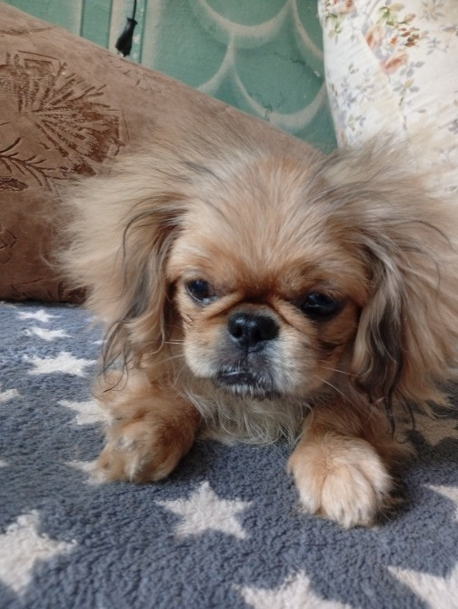 Продам собачку пікінес Житомир - изображение 2