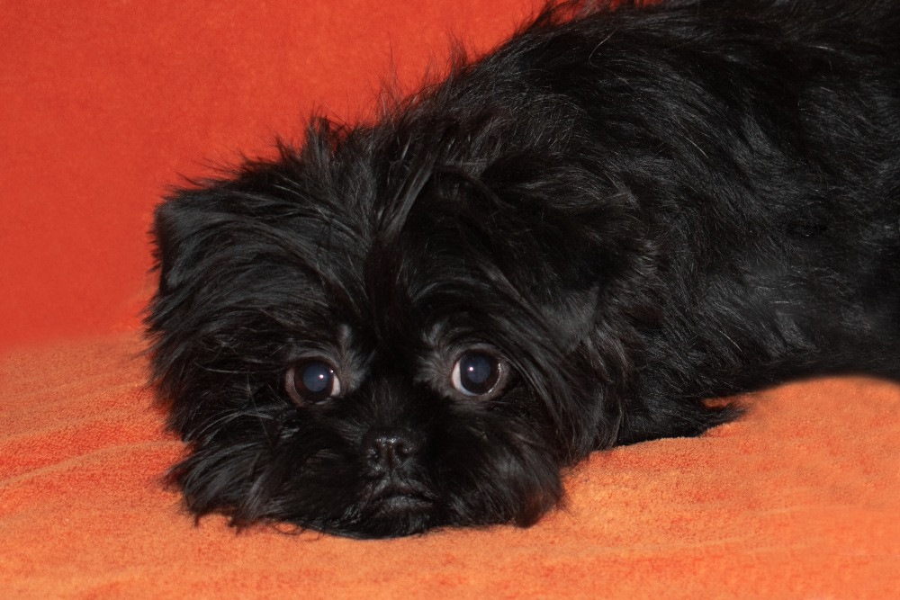 Редкие щенки Аффенпинчера из питомника. Дніпро - зображення 2