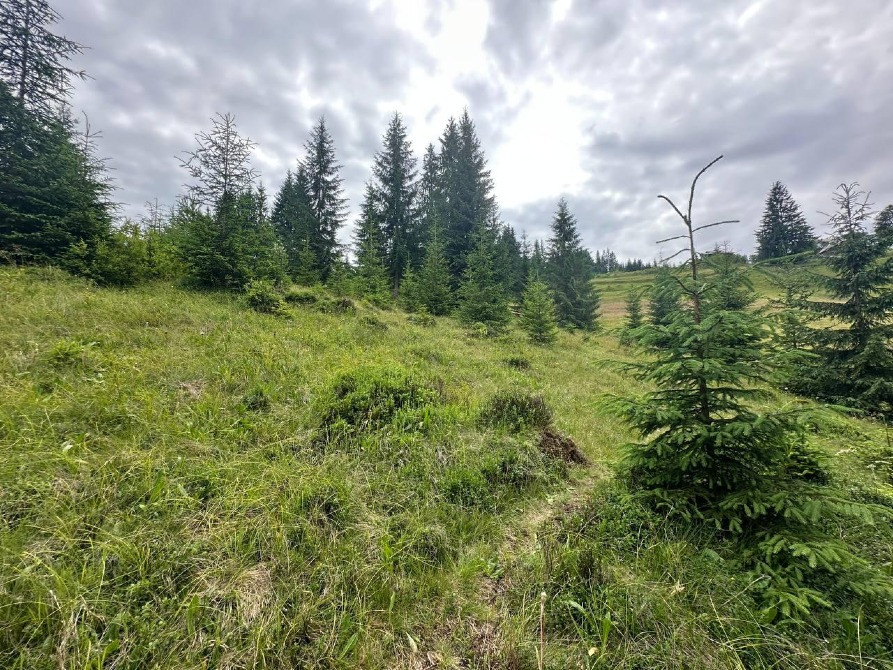 Продаж земельної ділянки в с. Яблуниця, навпроти ресторану "Грань" Івано-Франківськ - зображення 2