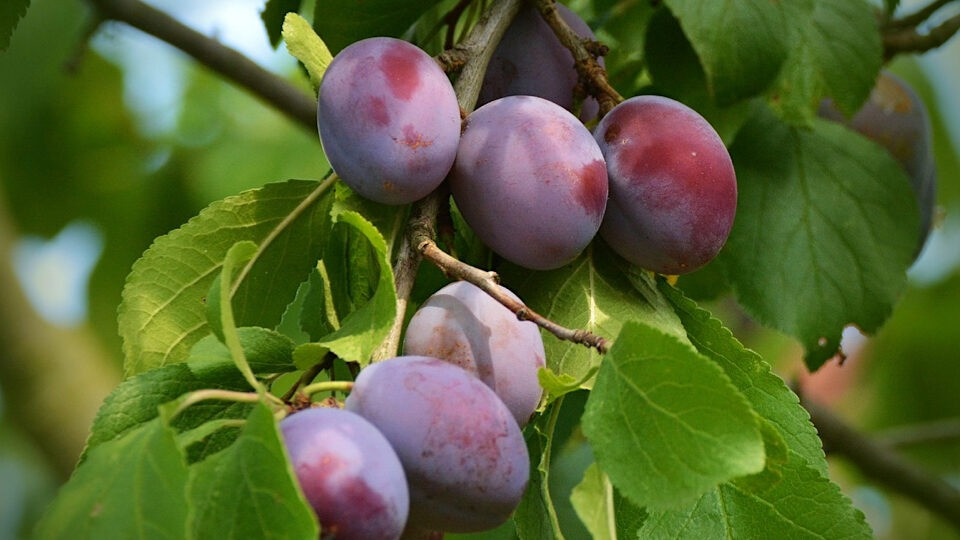 Продам саджанці слив Сквира - изображение 7