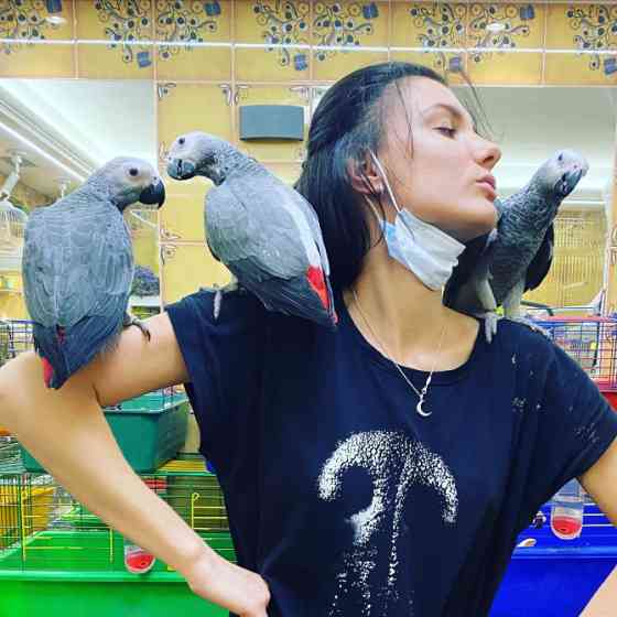 Ручной попугай Сёма - серый африканский жако, вольеры для попугаев Киев