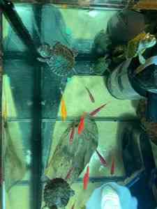 Малючки акваріумні черепашата Київ