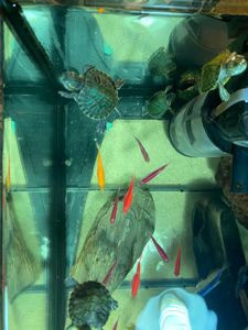 Малючки акваріумні черепашата Киев - изображение 3