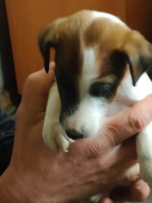 Цуценята гладкошерстого фокстер’єра Белая Церковь - изображение 10