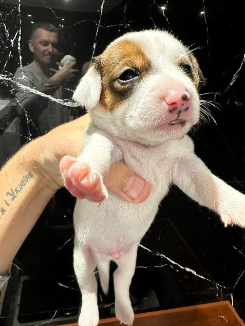 Продаю собак ДЖЕК РАССЕЛІВ Каменка-Бугская - изображение 4