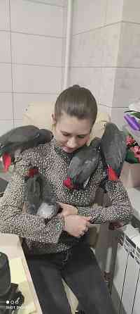 Сірий папуга жако. Африканский ручной попугай Киев